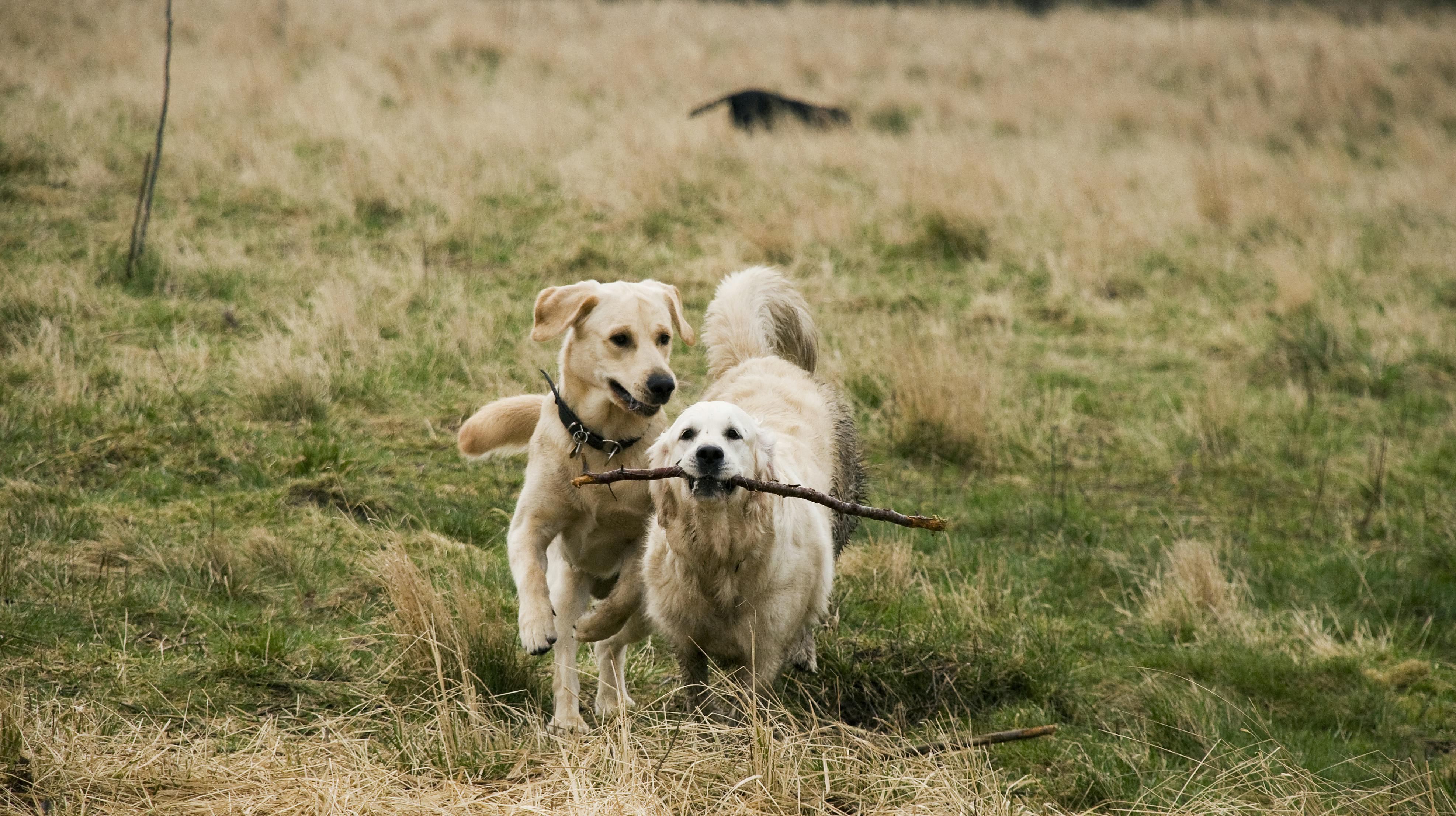 hunde