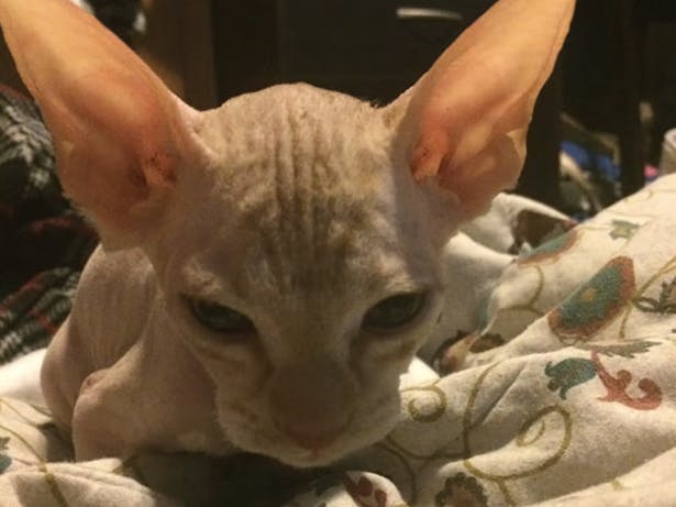En kvinde betalte 5.000 kroner for dette pragteksemplar af en kat.