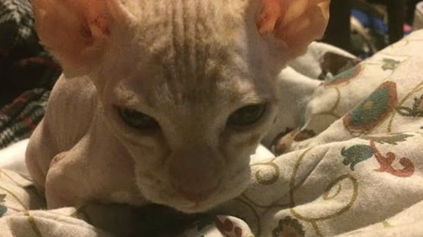 En kvinde betalte 5.000 kroner for dette pragteksemplar af en kat.