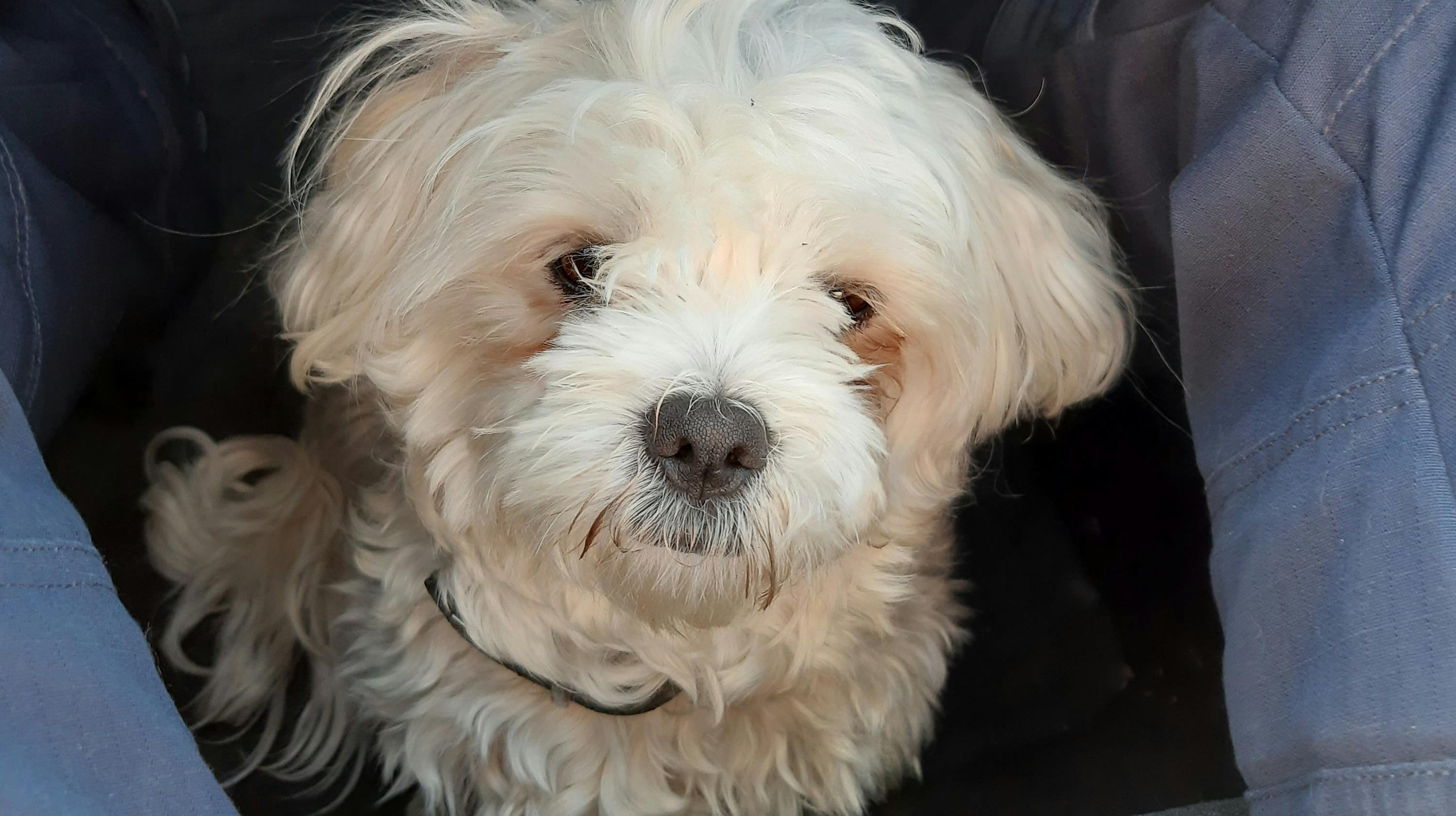 Den kære bomuldshund er blevet fundet i Nordborg og mangler dens ejer.