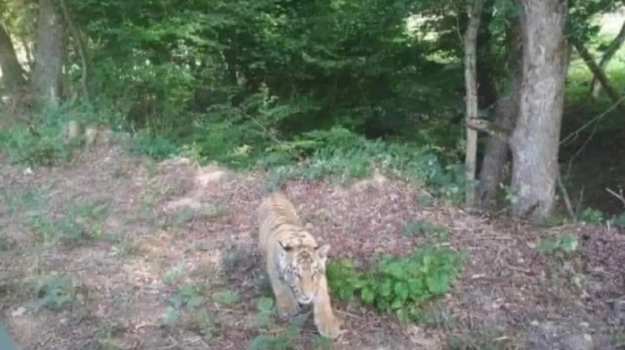 Tiger