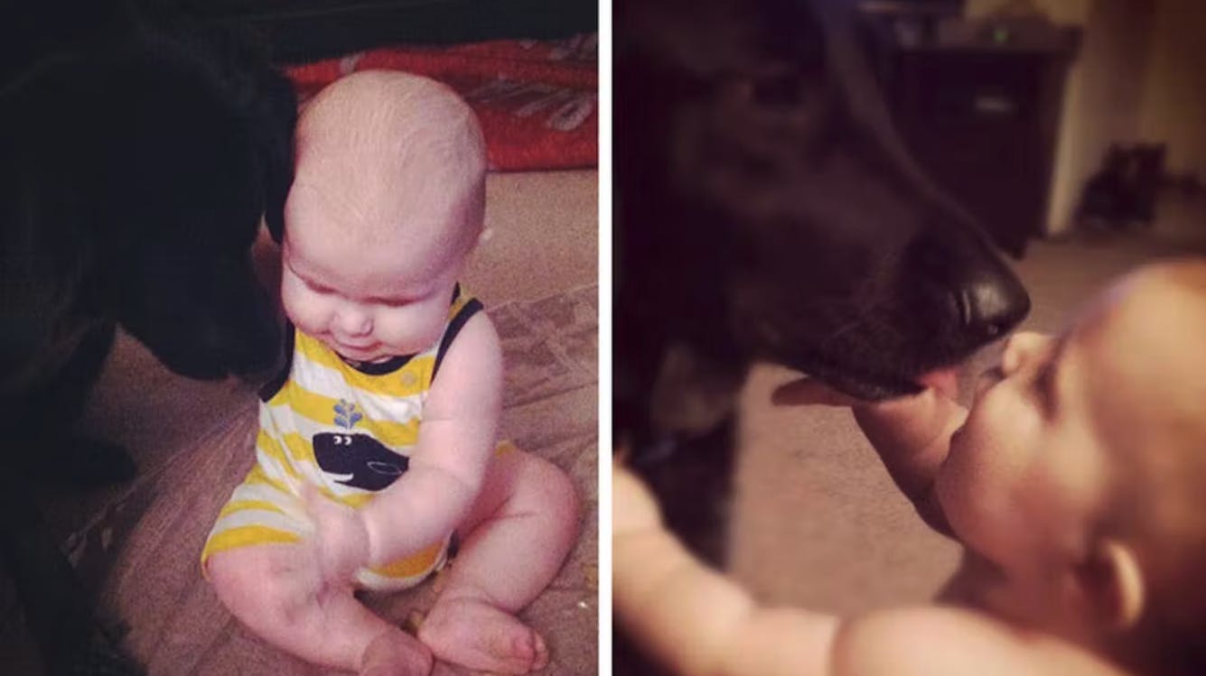 Takket været hunden opdagede forældrene, at barnepigen IKKE behandlede den lille søn ordentligt. nbsp;