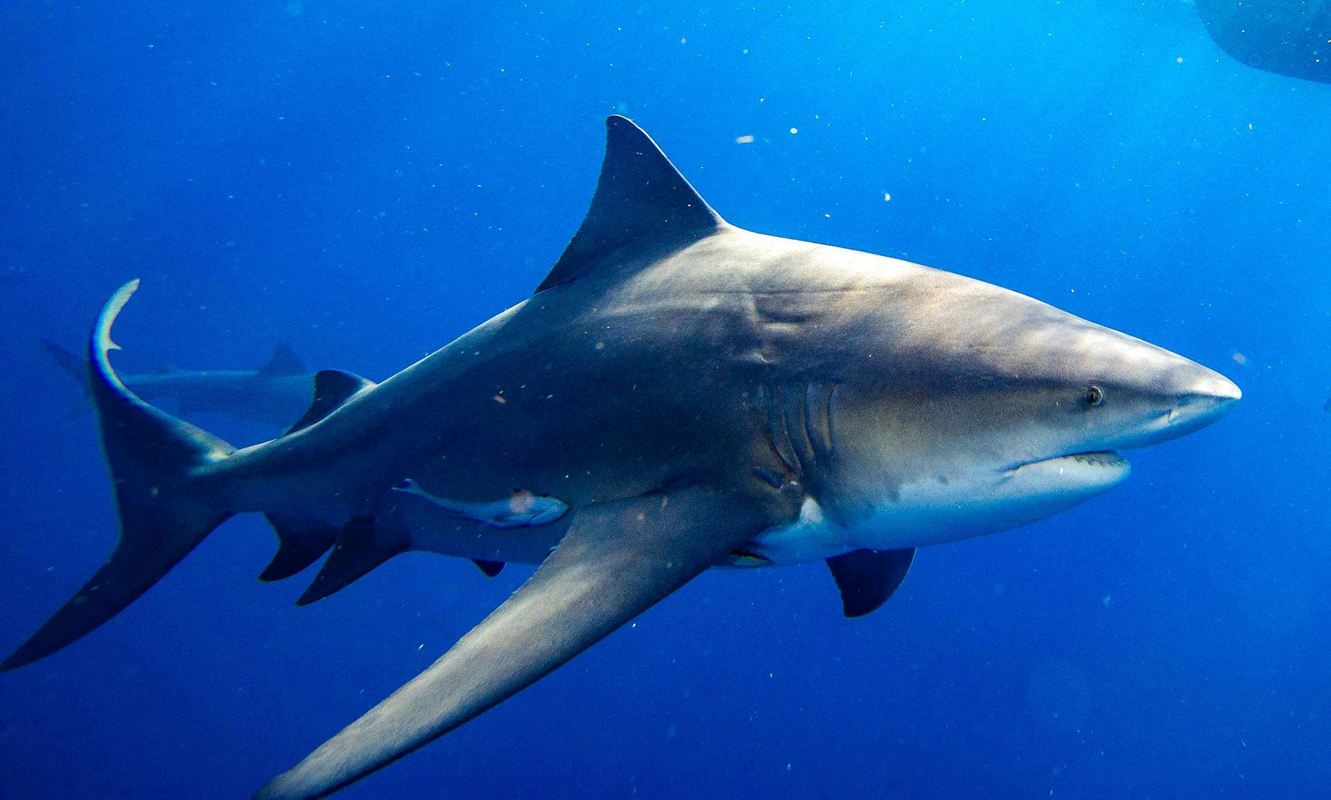 Tyrehajen regnes som en af de mest farlige hajer. Den stod også bag drabet på en 58-årig kvinde i tirsdags.&nbsp;
