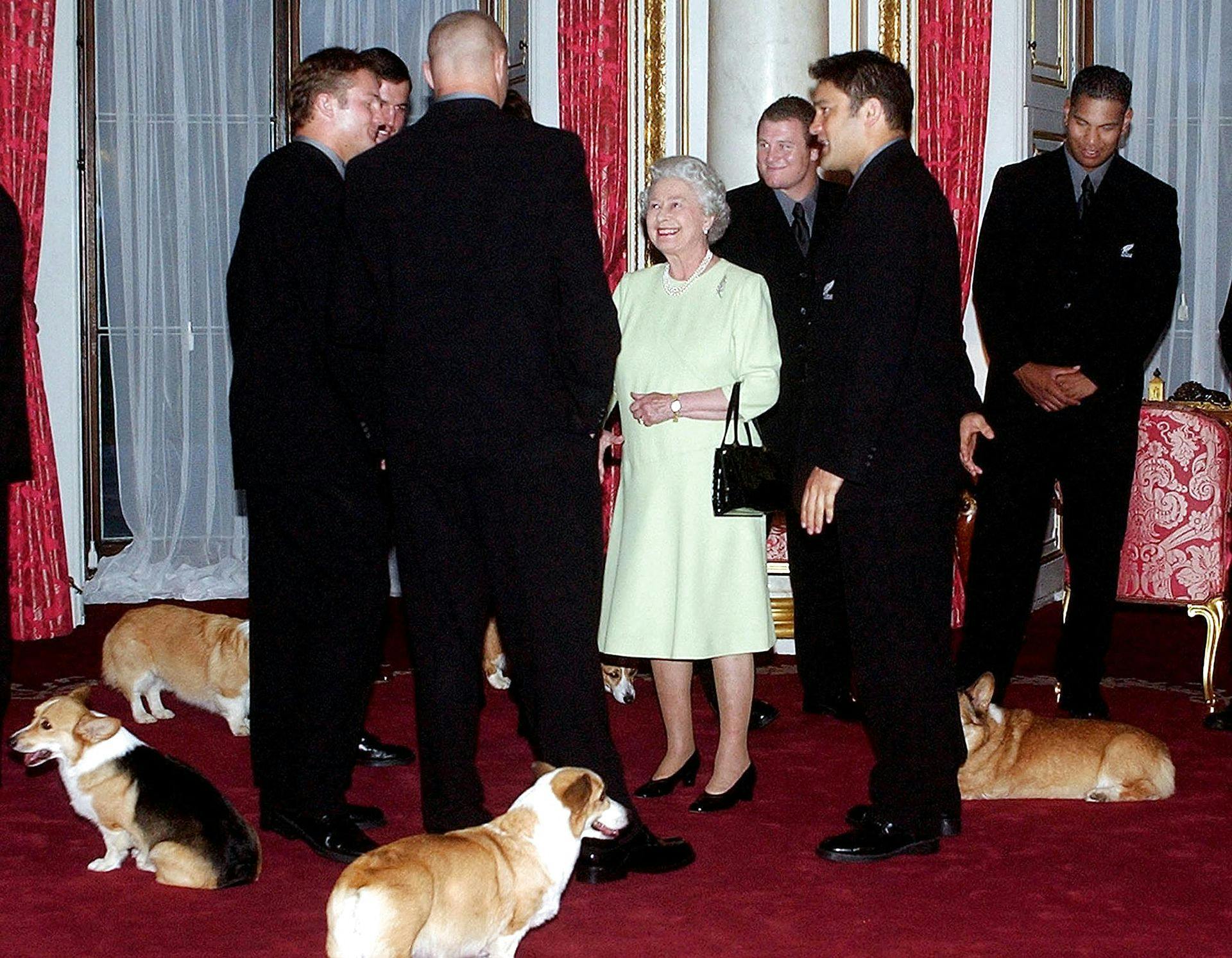 Dronningen og hendes hunde møder New Zealands All Blacks rugbyhold på Buckingham Palace i november 2002. 