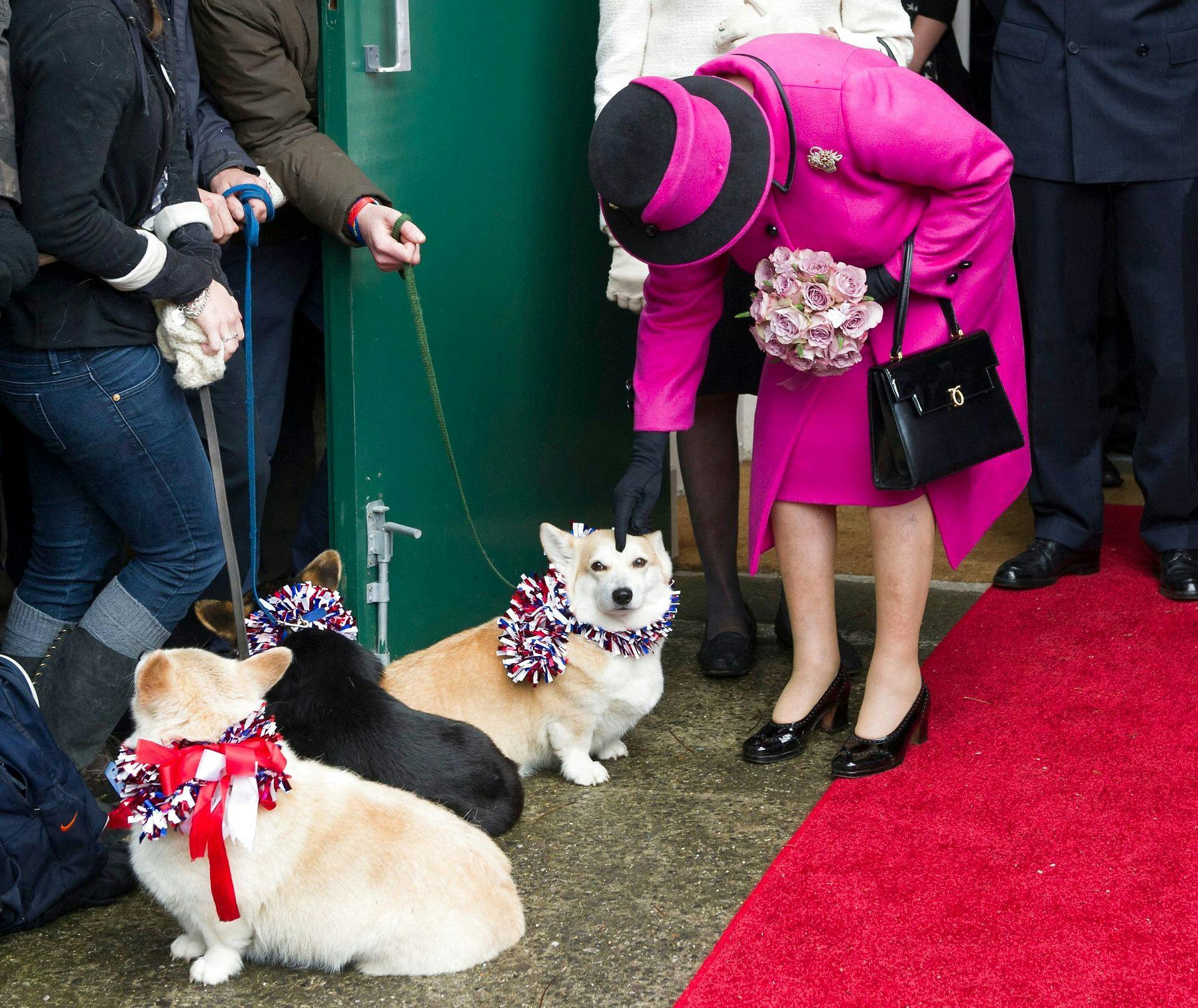 Dronning Elizabeth elskede ikke kun sine egne hunde - hun gav også gladeligt klap til andre, hun mødte på sin vej. Som her under et besøg i Dorset i maj 2012.