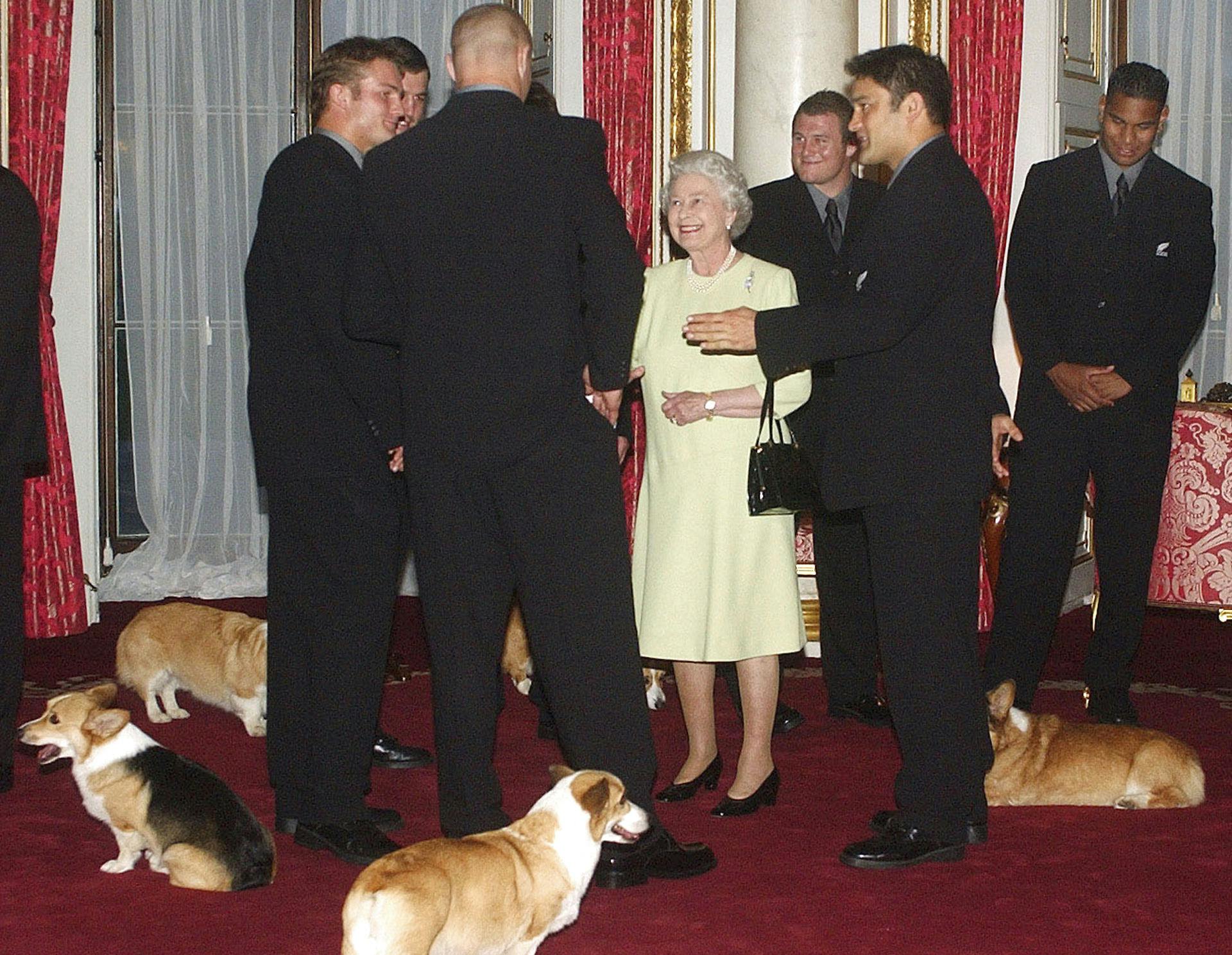 Dronningen og hendes hunde møder New Zealands All Blacks rugbyhold på Buckingham Palace i november 2002. 