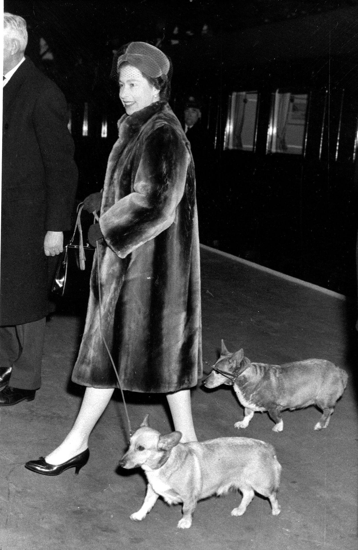 Hunde var en stor del af dronning Elizabeths liv.&nbsp;
