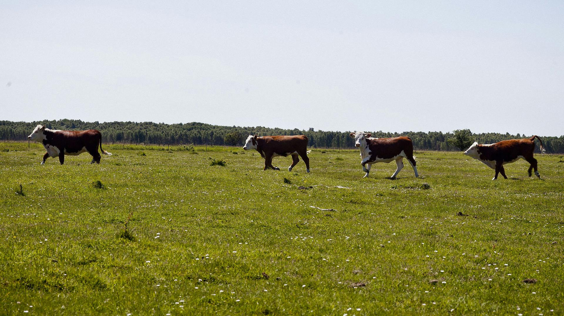  I sidste uge blev der fundet fire døde kalve efter en privat henvendelse til Naturstyrelsen. Der er ikke tale om køerne eller marken på dette billede.