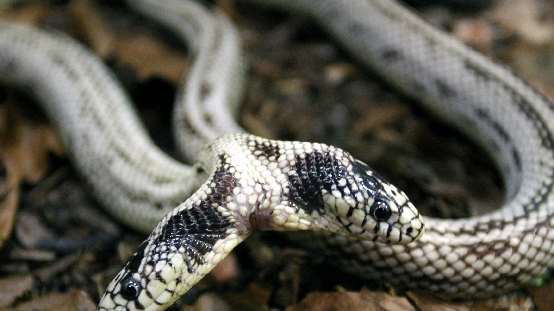 En tohovedet slange er for anden gang fundet i Danmark, skriver TV 2 Lorry. Det er dog ikke den danske snog med to hoveder, der ses på billedet. Det er derimod en tohovedet tysk slange med navnene Tom og Jerry, som her er fotograferet i 2008.