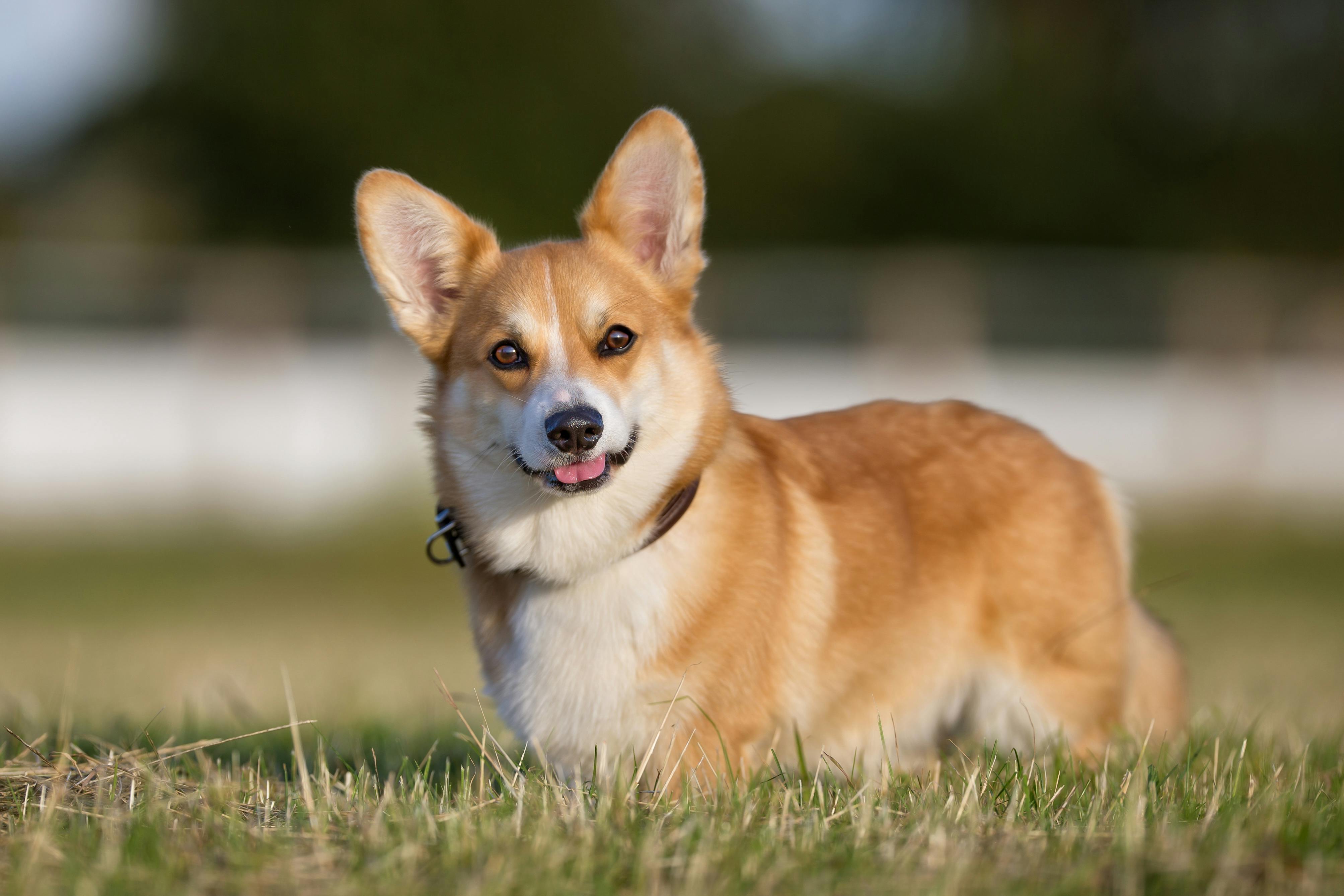 Corgi