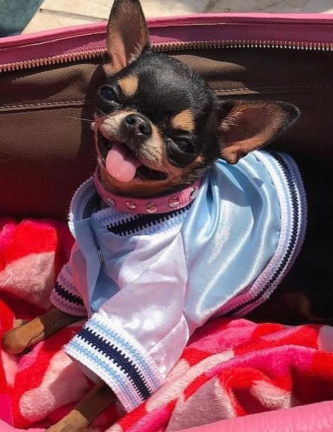 Paris Hilton har udlovet en stor dusør til den, der kan hjælpe med at finde lille Diamond Baby.