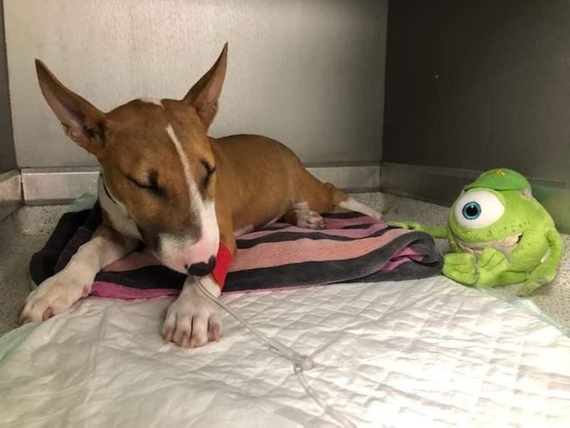 Den tre måneder gamle Staffordshire Bullterrier-hvalp Ivy brækkede blandt andet benet, efter at den danske mand mishandlede den. Ivy blev afleveret til en fransk dyreorganistaion, hvor en dyrlæge tog sig af hende. Hun er efter sigende i bedring.