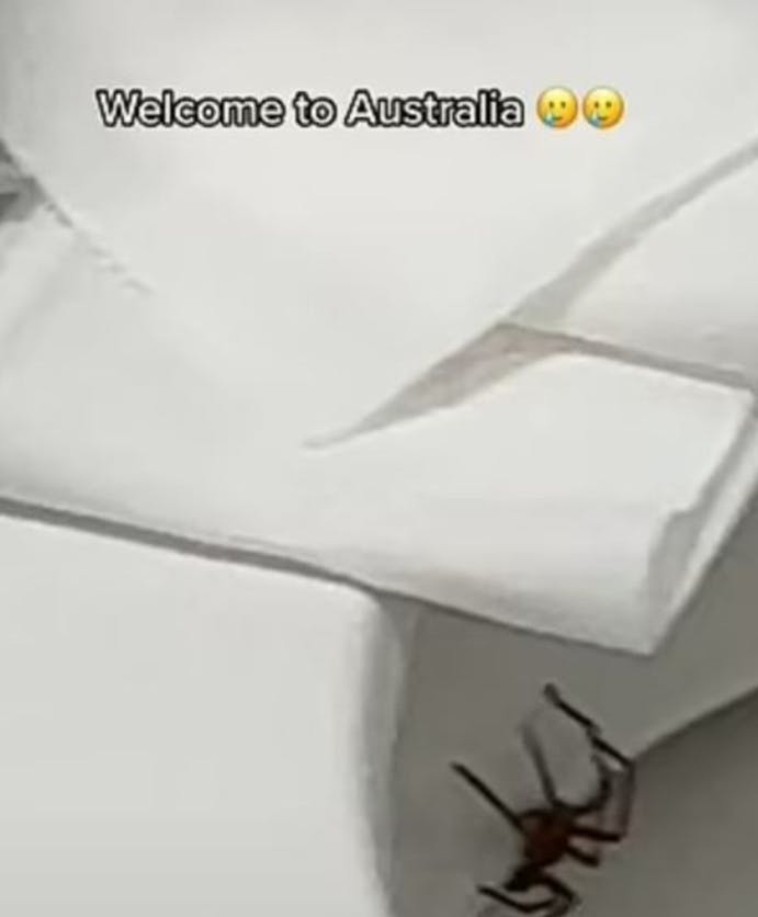 Sådan ser den ud: Toilet-edderkoppen.