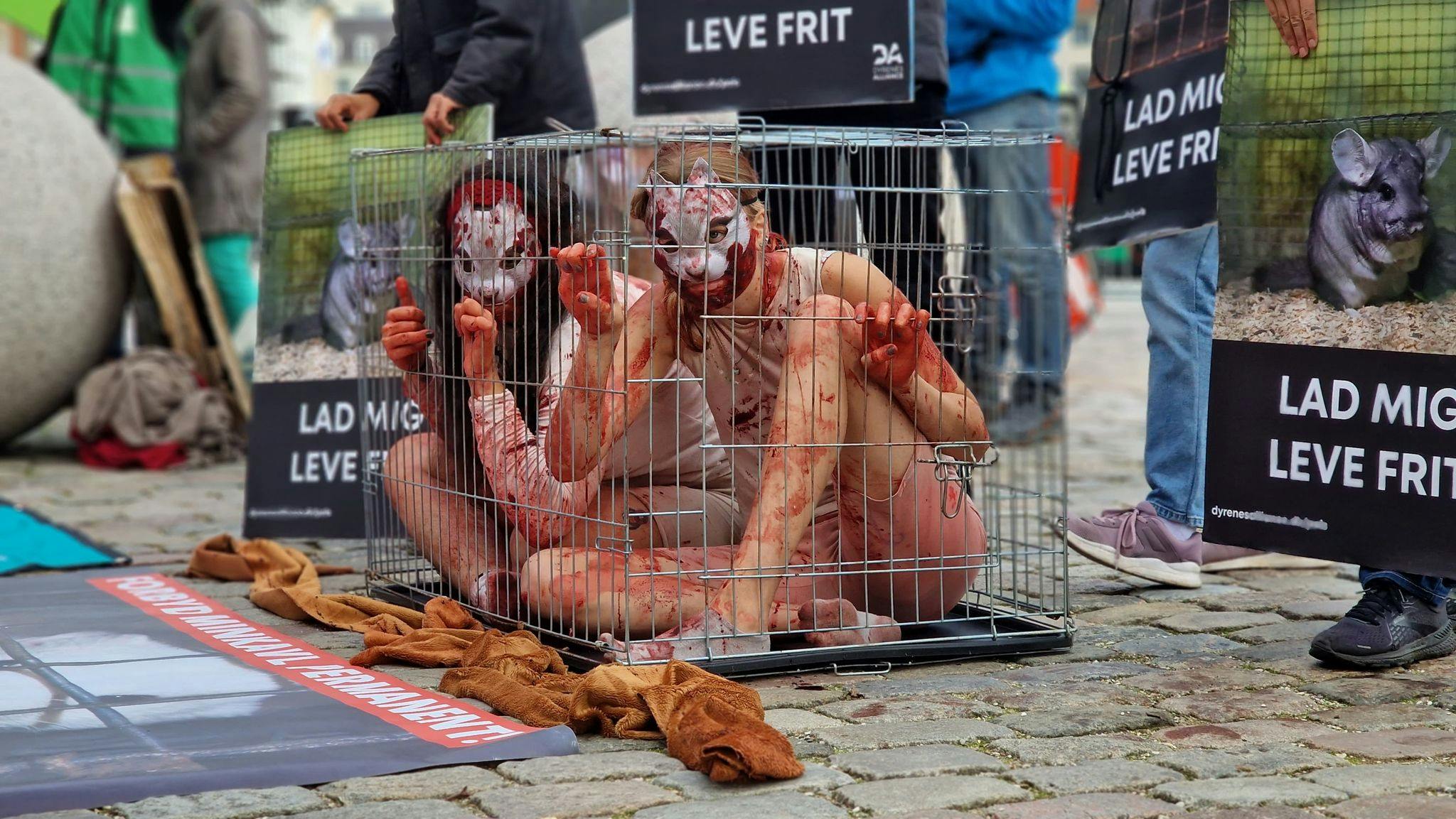 Blodindsmurte mennesker i små bure. Budskabet er ikke til at tage fejl af hos demonstranterne foran Christiansborg, hvor de folkevalgte politikere åbner tinget klokken 12.00.
