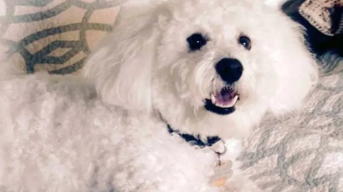 Denne hund skylder sin ejer 500 kroner.