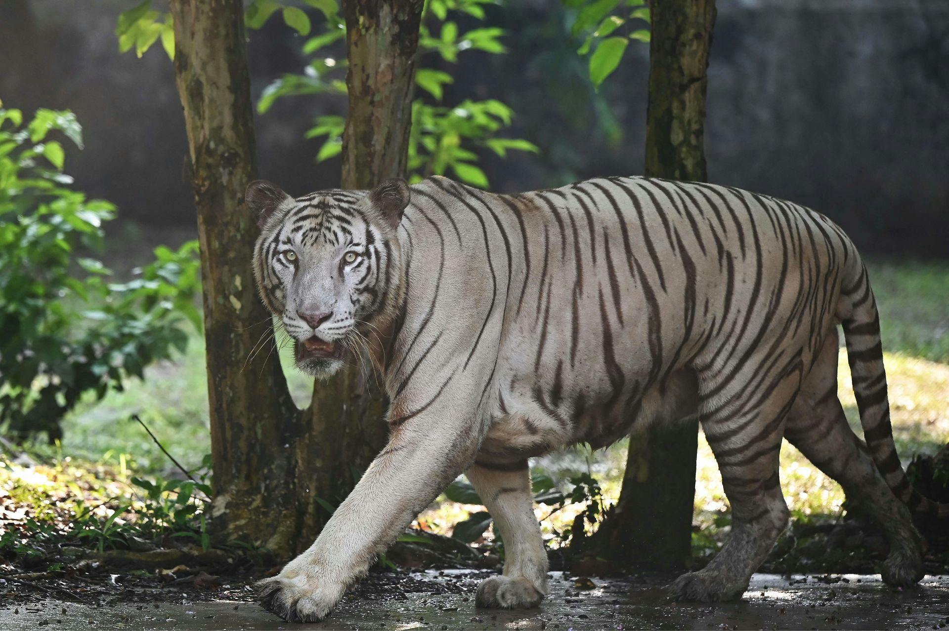 Indien er hjemsted for 70 procent af verdens vilde tigre ifølge BBC.