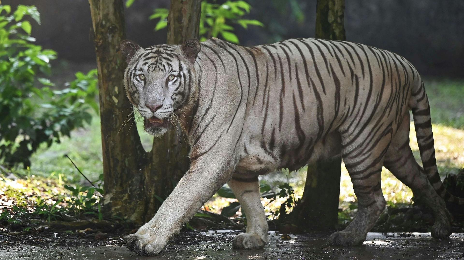 Indien er hjemsted for 70 procent af verdens vilde tigre ifølge BBC.