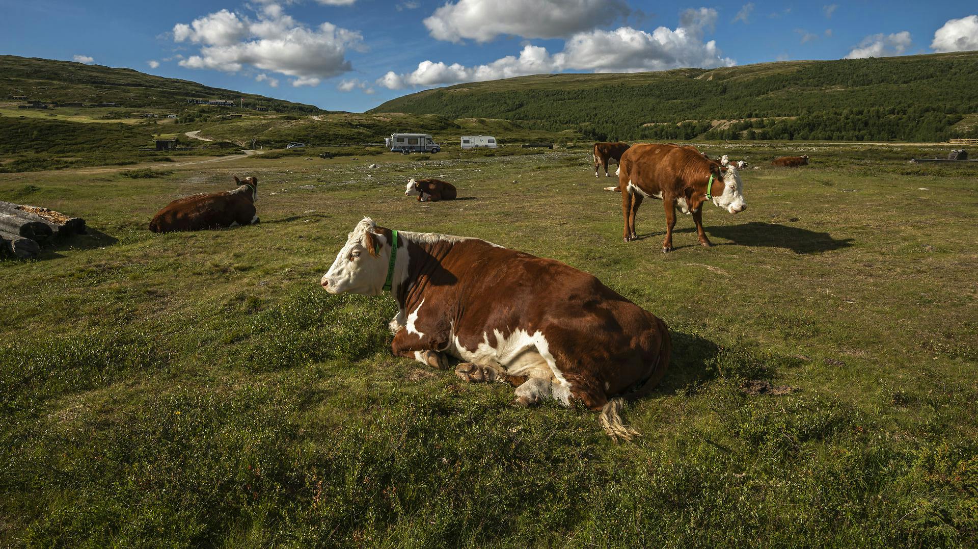 Det koster på klimaet, når de her "lukker op" i begge ender. Løsningen kan være et nyt pulver og højere skatter, mener man på New Zealand.