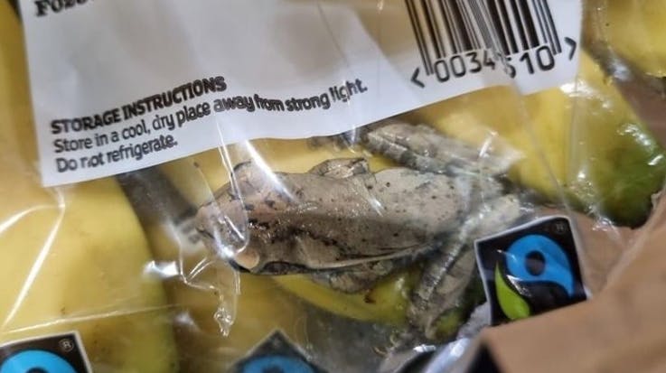 Den lille frø havde på mirakuløs vis overlevet en rejse på knap 7000 km pakket ind i plastik. nbsp;