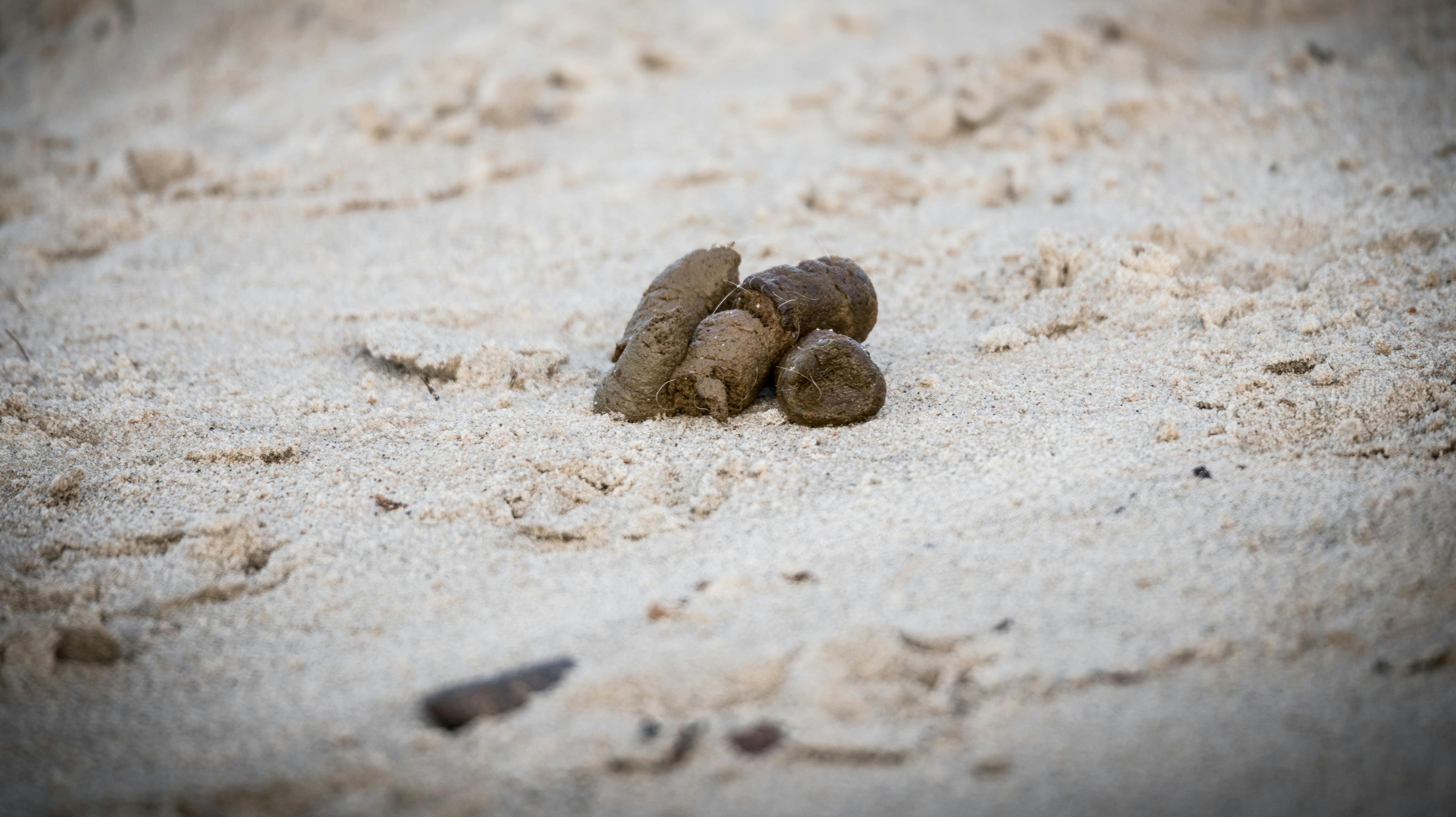 Børnehavens legeplads bliver i de lukkede timer brugt som hundegård, men ejerne kan tilsyneladende ikke finde ud af at samle hundelortene op efter deres kæledyr.
