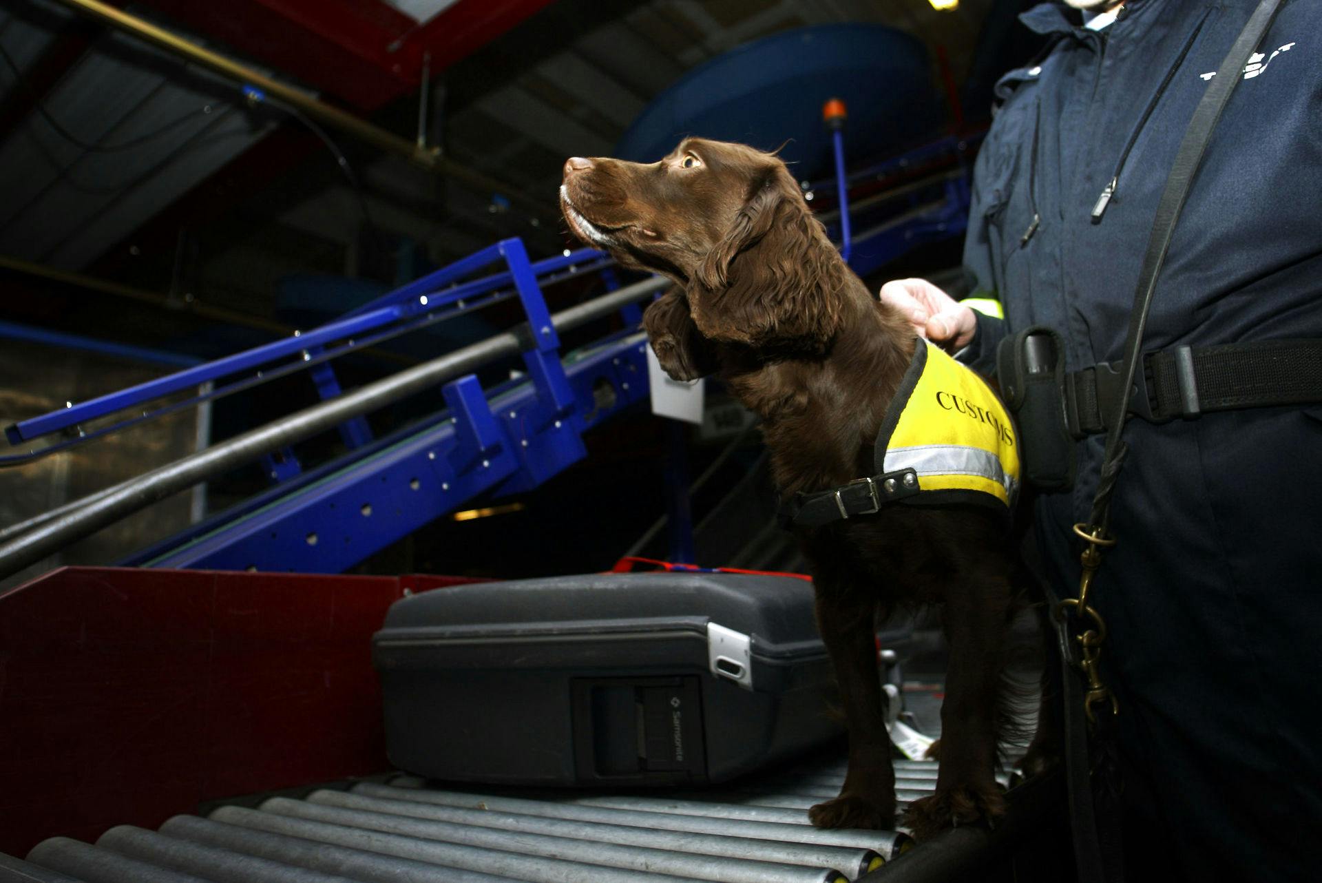 Tolderne i Københavns Lufthavn bruger blandt andet hunde som denne, når der skal opspores ulovlige varer som stoffer, men også penge i alt for store mængder.