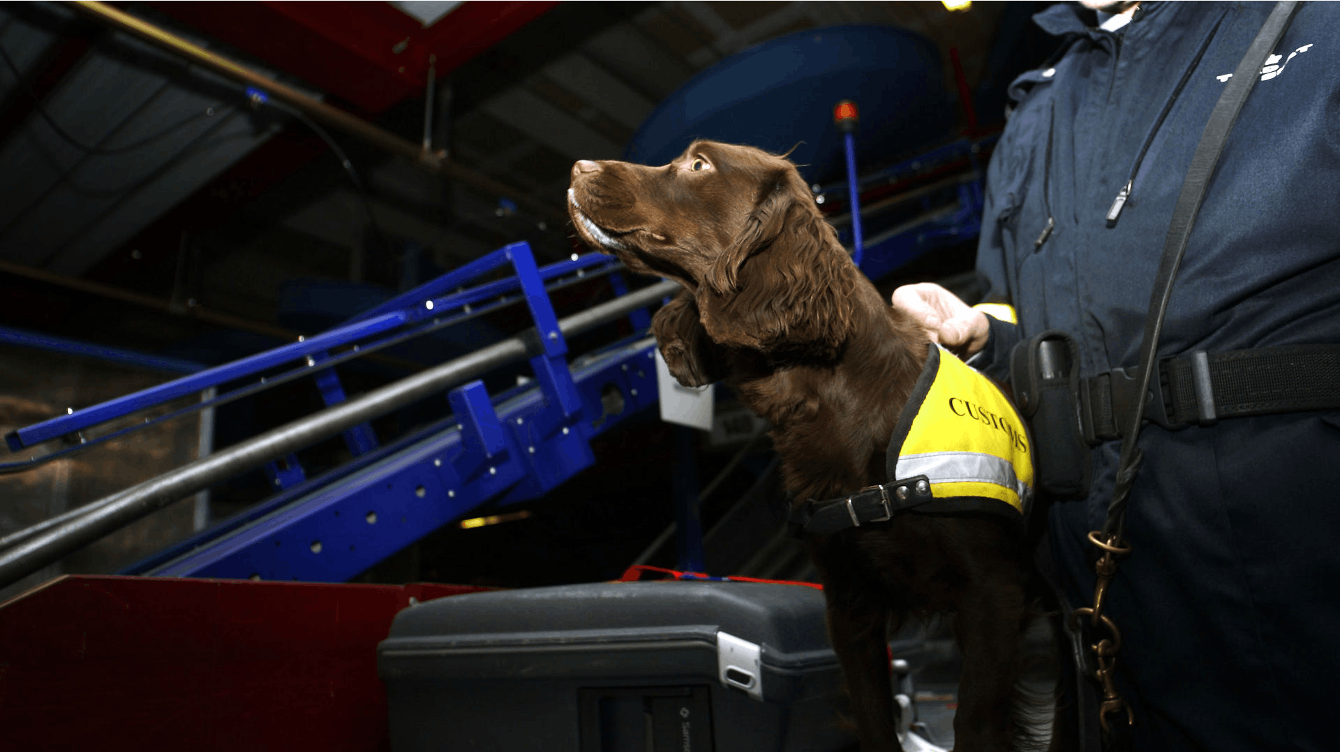 Tolderne i Københavns Lufthavn bruger blandt andet hunde som denne, når der skal opspores ulovlige varer som stoffer, men også penge i alt for store mængder.
