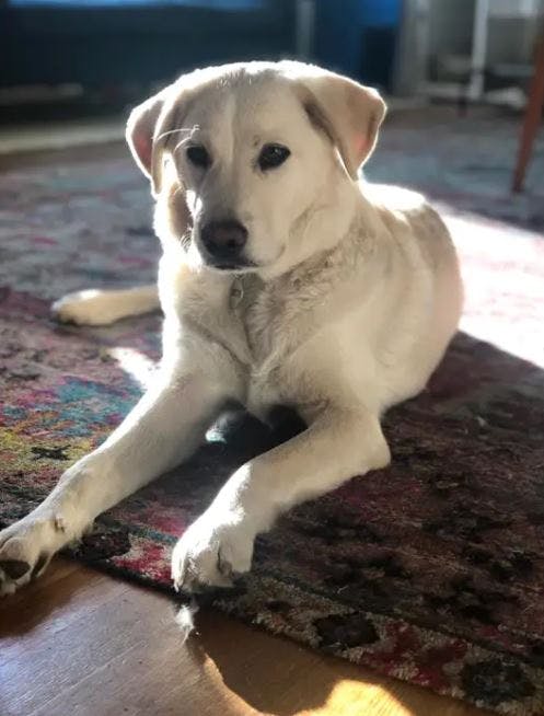 Sød ser den ud lille Gordy, men ikke sød nok til at blive i Olivia Wildes liv.