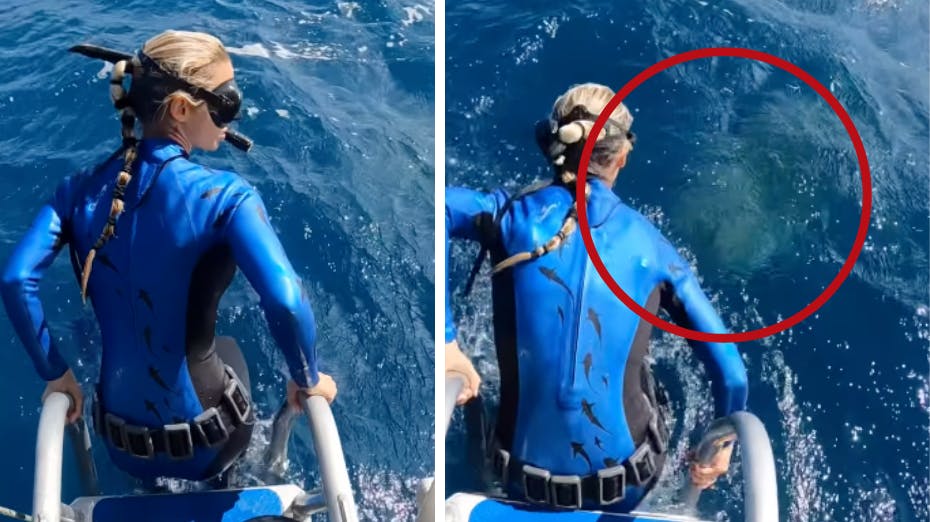 En kvinde var lige ved at hoppe i vandet, men nåede til al held at opdage, at en haj lurede LIGE under overfladen.