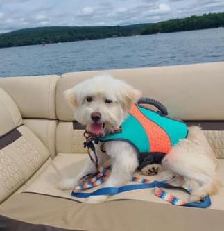 Thunder får lov at komme med i bølgen blå hos sin nye familie.
