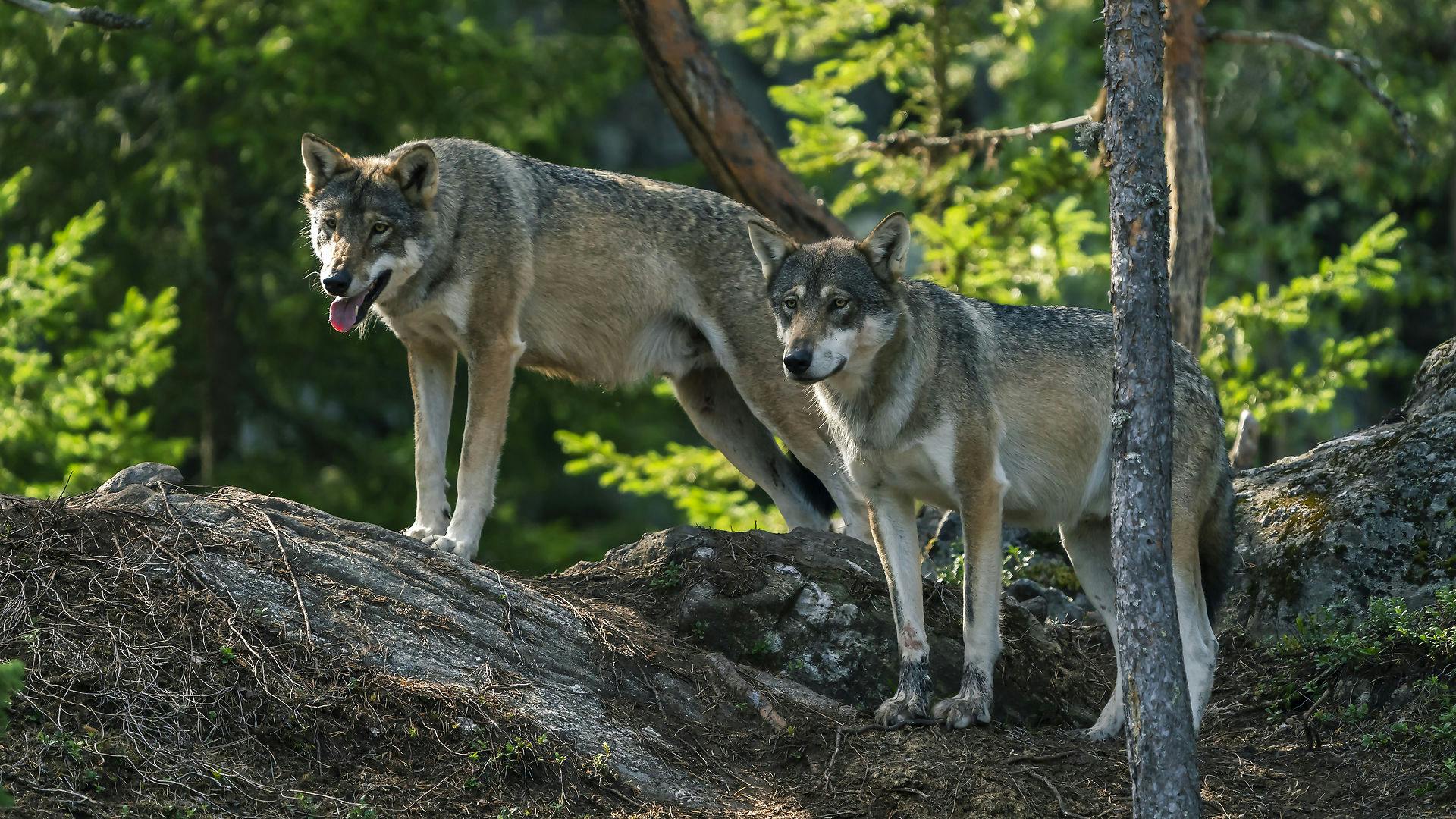 Der er forsvundet flere ulvepar i Danmark over årene, som forskerne ikke har kunne forklare. Derfor skal der en ny særlig politienhed på benene, der kan efterforske sådanne sager, mener Danmarks Naturfredningsforening.&nbsp;