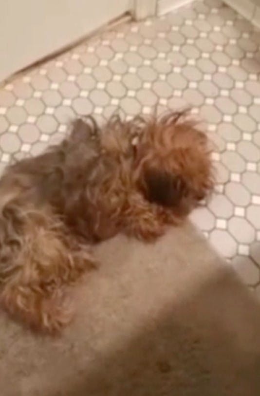 Den stakkels hund er siden blevet behandlet for skaderne efter mishandlingen, ligesom den nu er i sikre hænder hos myndighederne.