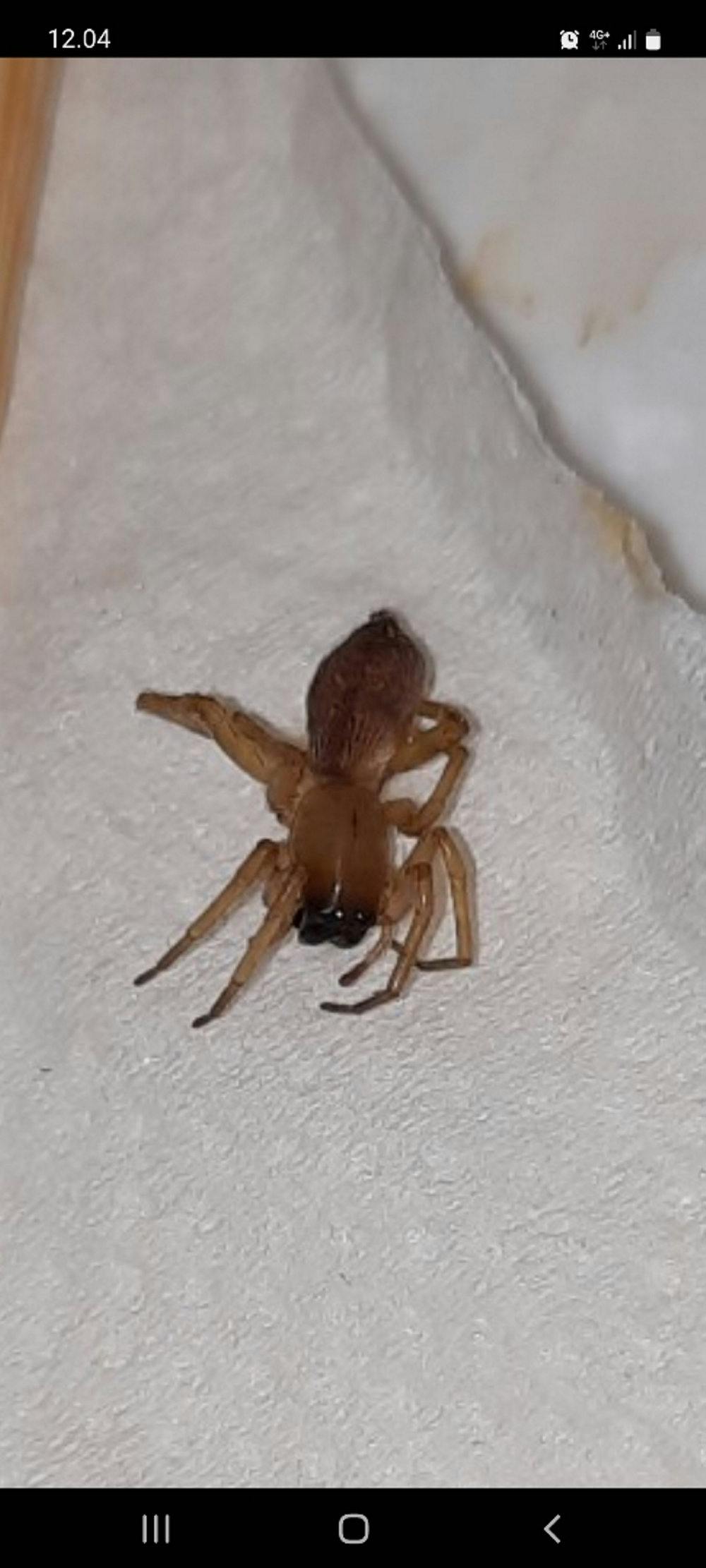 Denne edderkop gemte sig i bananen. 