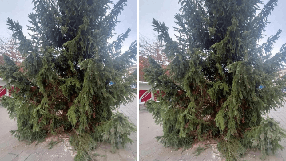 For at redde julefreden har byrådet nu besluttet at fjerne byens rædderlige juletræ. nbsp;