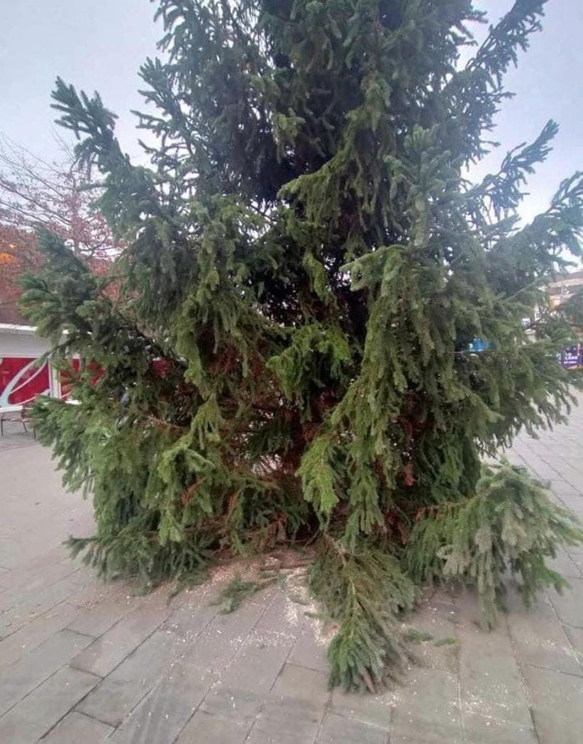 Det er dette træ, der har fået flere af byens borgere op i det røde felt. 