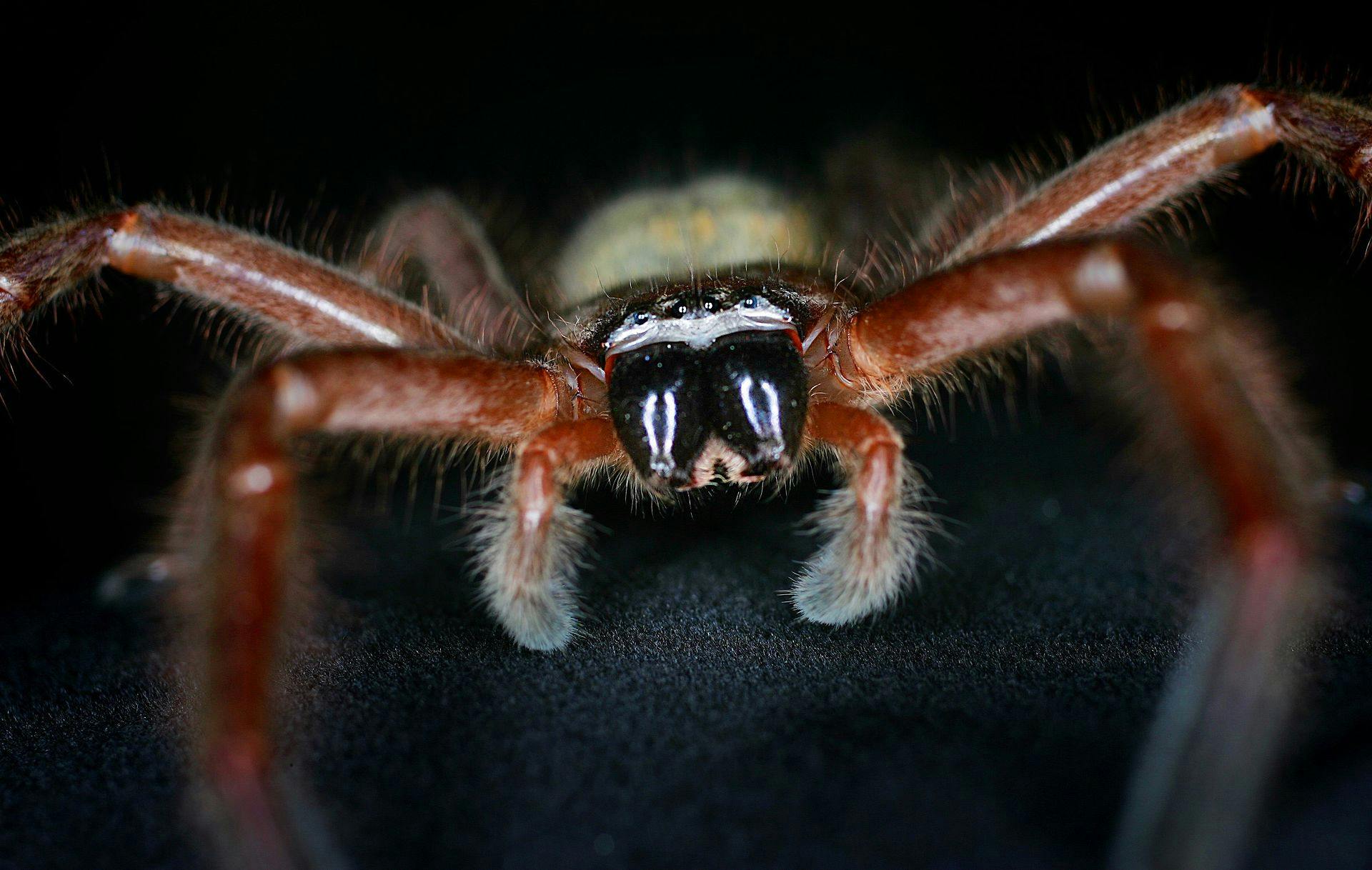 Sådan ser en Huntsman-edderkop ud.