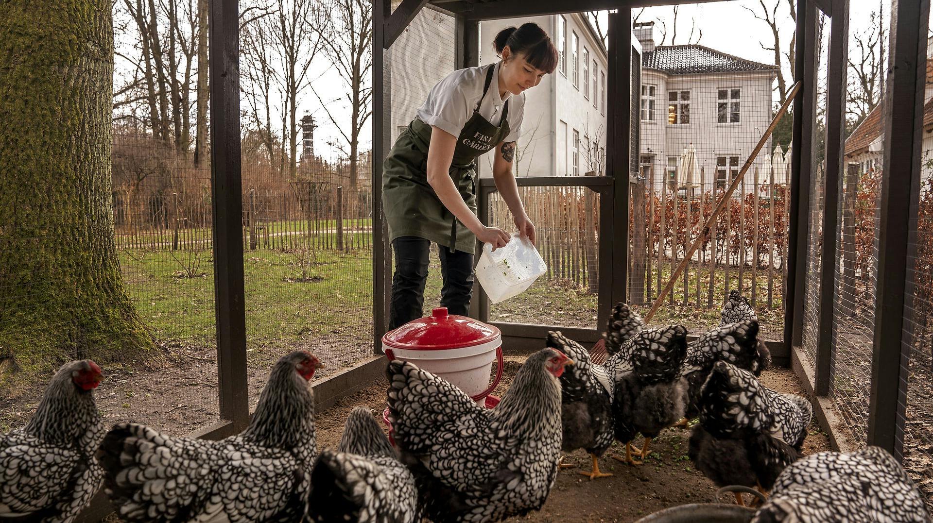 Det herligt at have høns, så man er selvforsynende i æg i en tid, hvor priserne er på himmelflugt. Men nu bliver dyrenes frihed voldsomt begrænset.