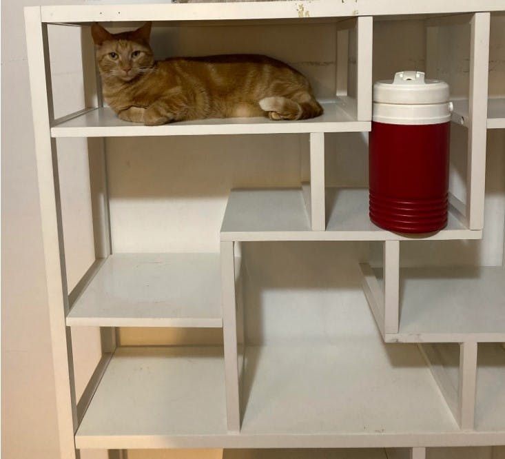 Smells var rimelig urørt over hele situtionen og lå sig bare på en hylde og ventede på, han blev hentet hjem igen. 