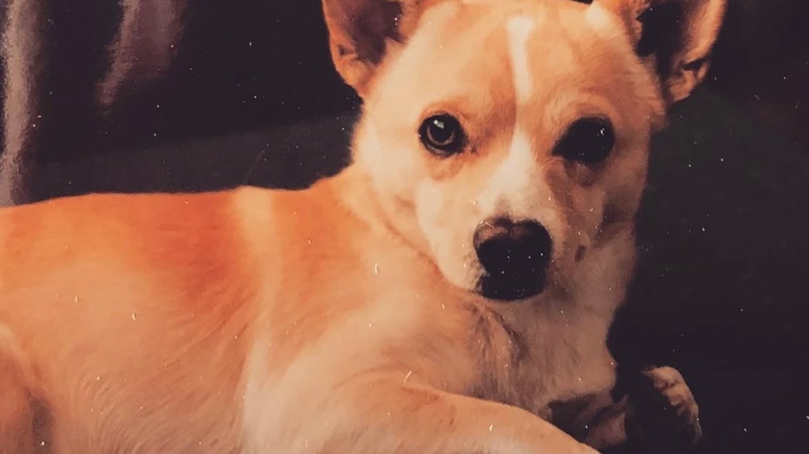 Med en flot alder på 22 år kan Gino kalde sig verdens ældste hund. nbsp;