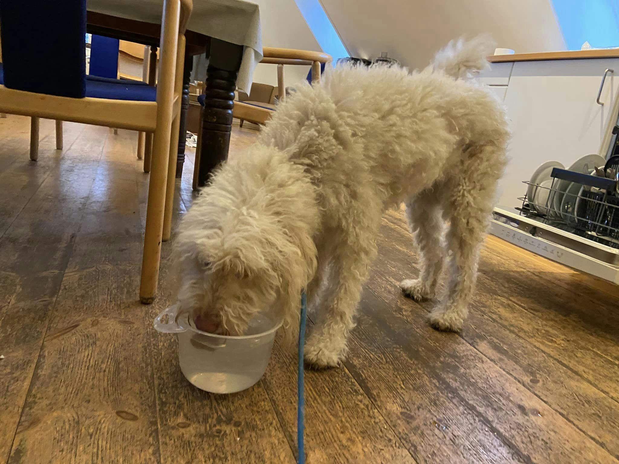 Tinka var naturligvis tørstig, for end ikke vand kunne hunden få, da den stod bundet ude i kulden. 