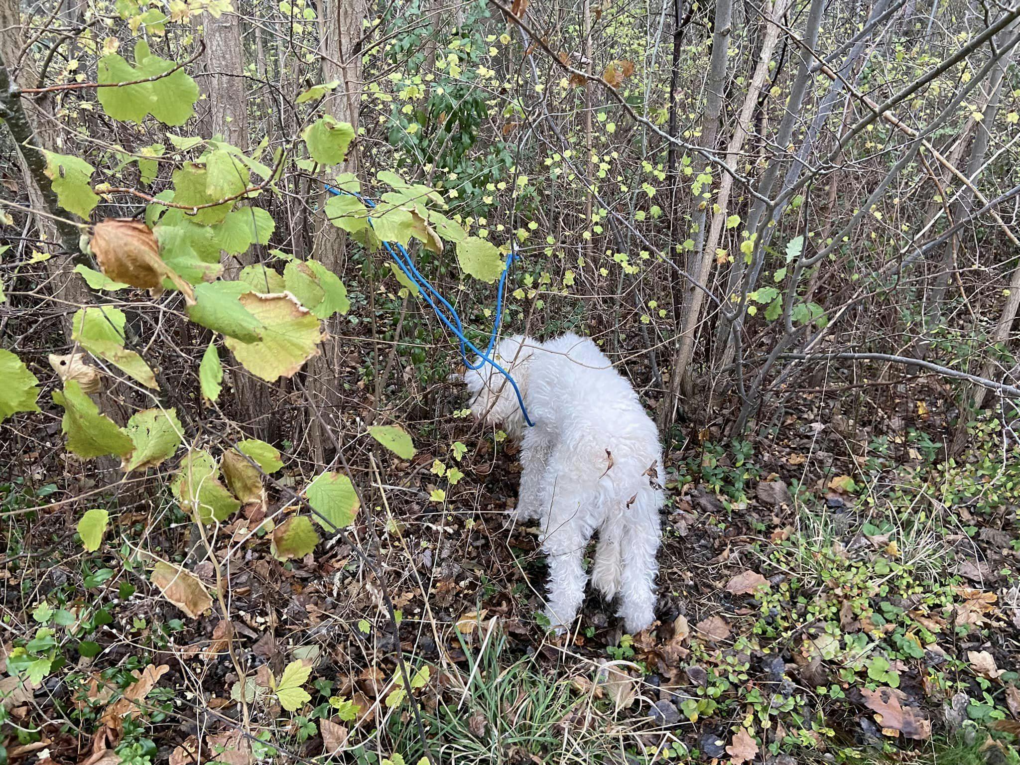 Tinka var blevet efterladt - af hvem ved ingen. Heldigvis kan hunden nu se frem til et godt liv.&nbsp;
