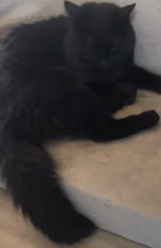 Katten Figgy nød en ferie med sin familie - hvilket efterlod katte-barnepigen i lidt af en kattepine. 