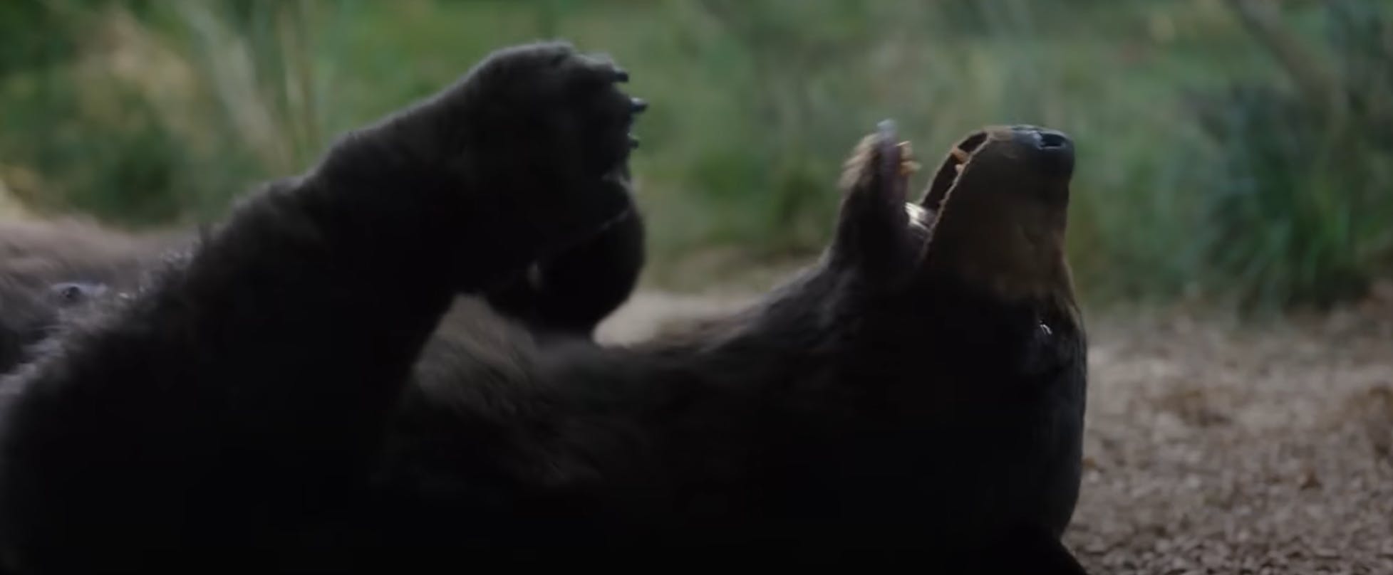 Filmen om kokainbjørnen bliver Ray Liottas sidste film. Han døde i maj 67 år gammel. 