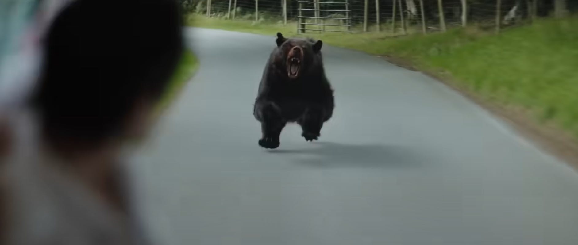 Hvad er værre end en rasende bjørn? En rasende bjørn på kokain. 