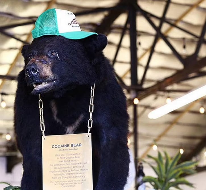 Den sande kokainbjørn er blevet udstoppet og udstillet på Kentucky Fun Mall, hvor han går under navnet Mr. Bear.