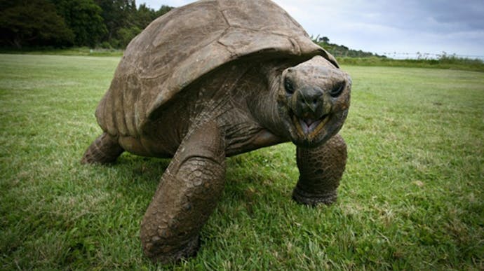 Jonathan er en helt speciel skildpadde. nbsp;