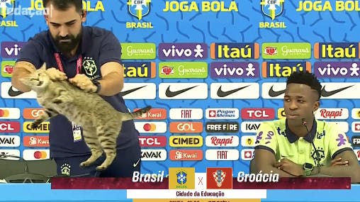 Katte er tilsyneladende ikke velkomne til VM i Qatar. 