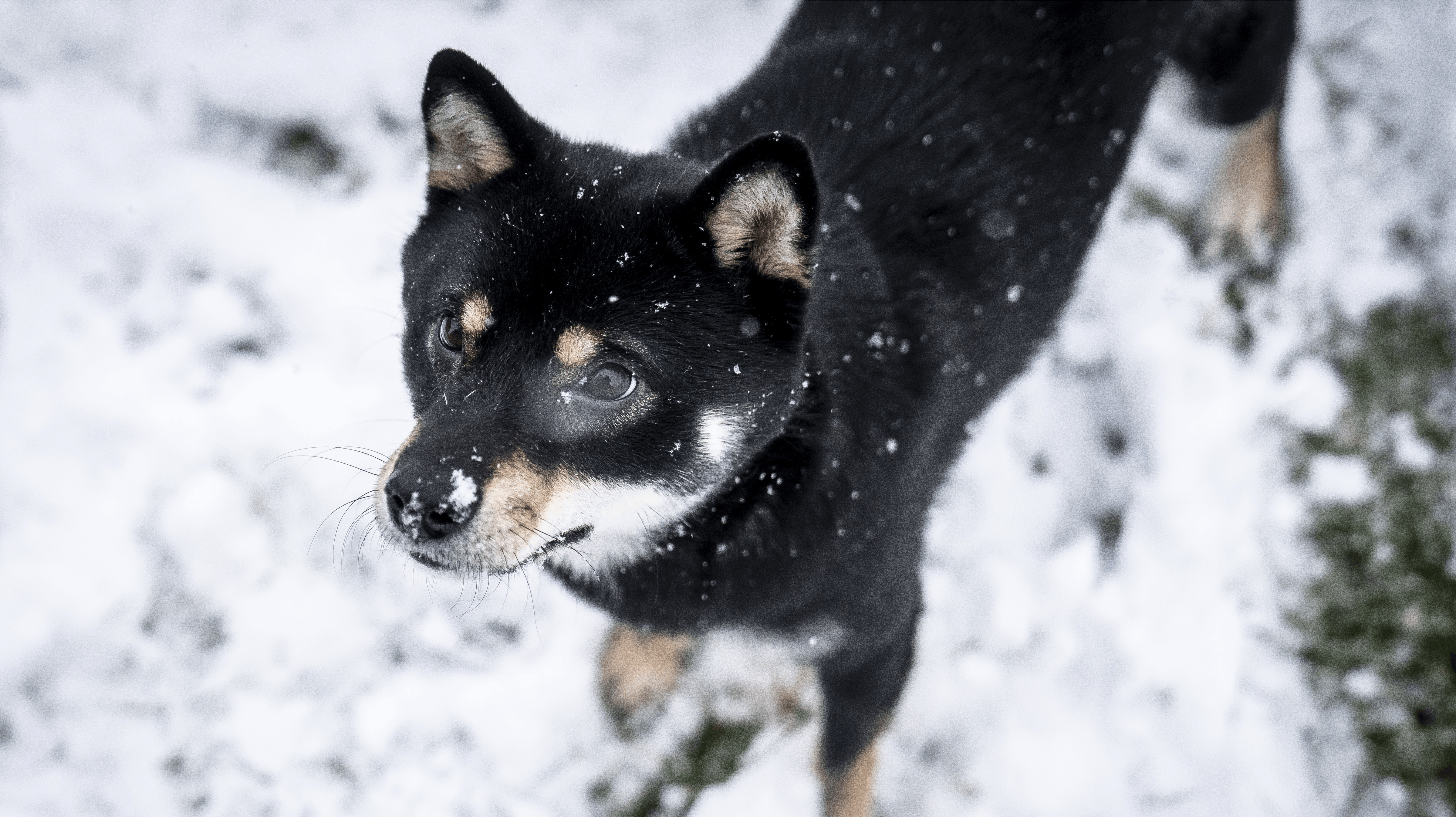 hund