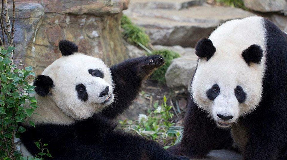 Heldigvis var de to pandaer, Wang Wang og Fu Ni, i gang med deres middagslur, da teenageren forcerede deres indhegning 