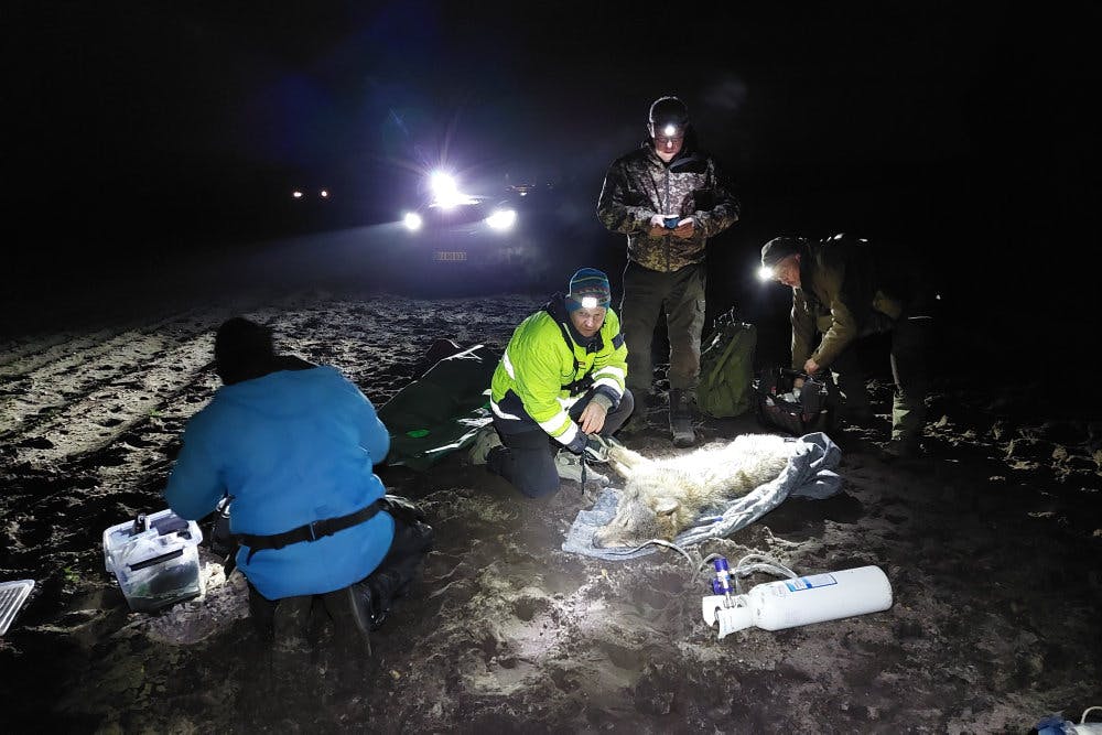 Forskere fra blandt andet Aarhus Universitet bedøver en ung hanulv i Borris Skydeterræn i Vestjylland for at udstyre den med et gps-halsbånd kort før midnat den 6. december.