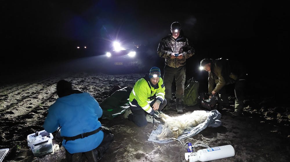 Forskere fra blandt andet Aarhus Universitet bedøver en ung hanulv i Borris Skydeterræn i Vestjylland for at udstyre den med et gps-halsbånd kort før midnat den 6. december.